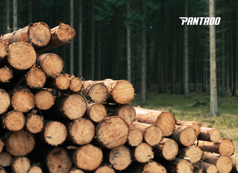 Từ vựng tiếng Anh về các loại gỗ tự nhiên