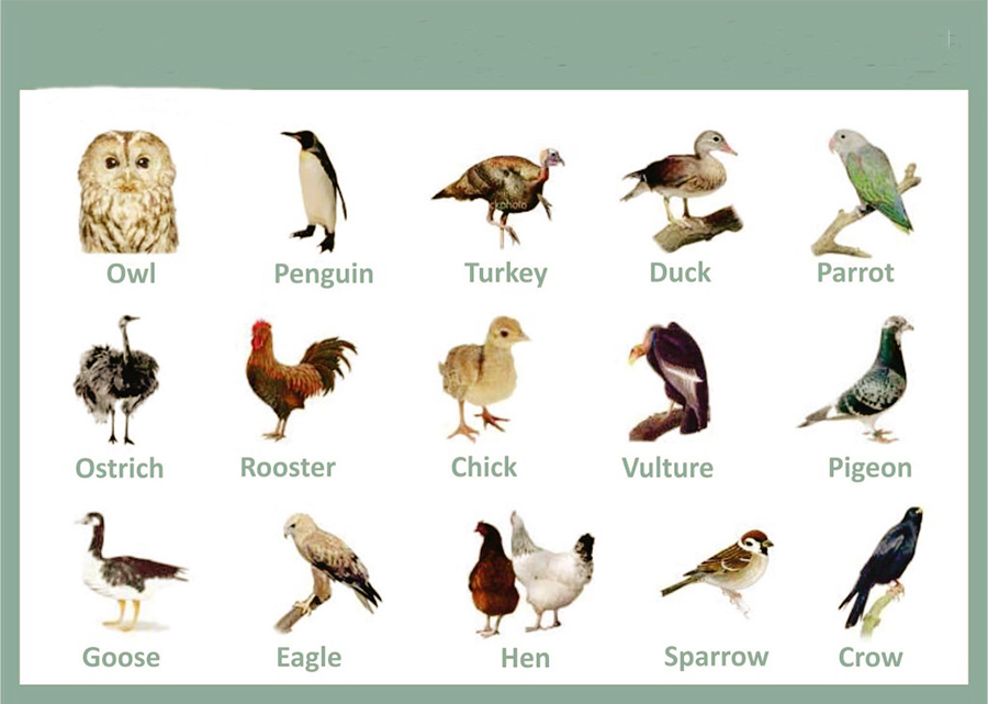 Từ vựng động vật bằng tiếng anh 